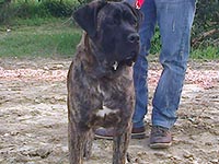 italian cane corso brindle